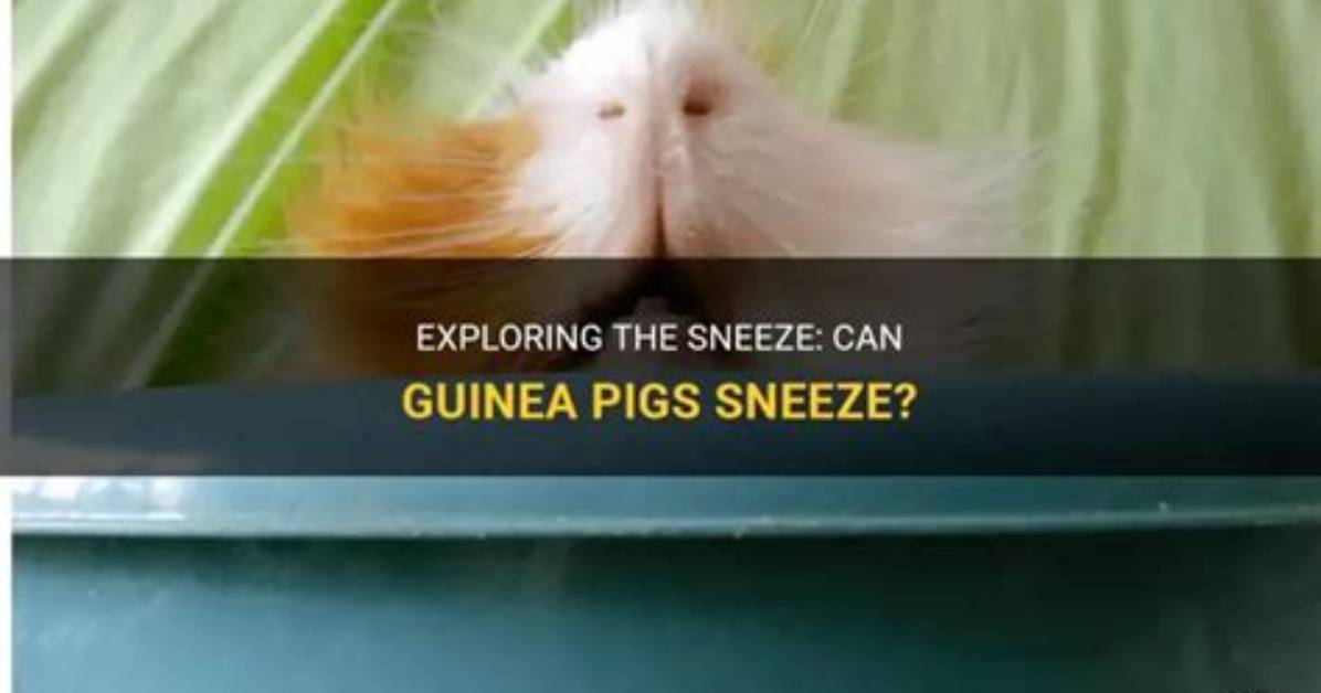 Do Guinea Pigs Sneeze?