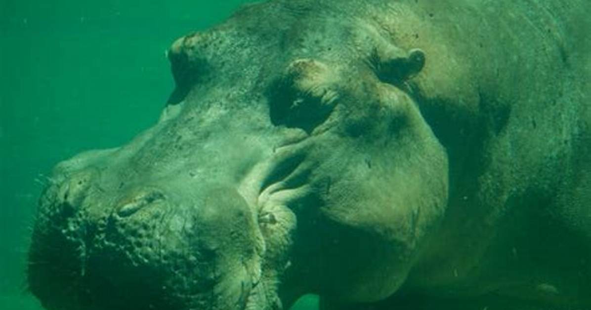 Do Hippos Breathe Underwater?