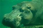 Do Hippos Breathe Underwater?
