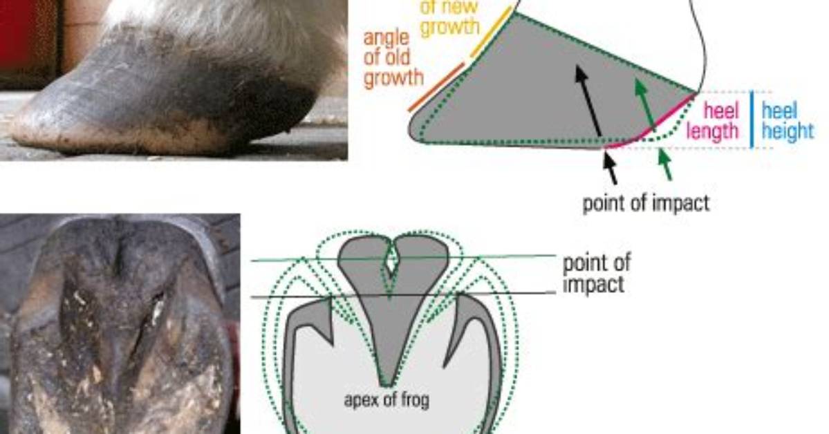 Do Hooves Grow Back?