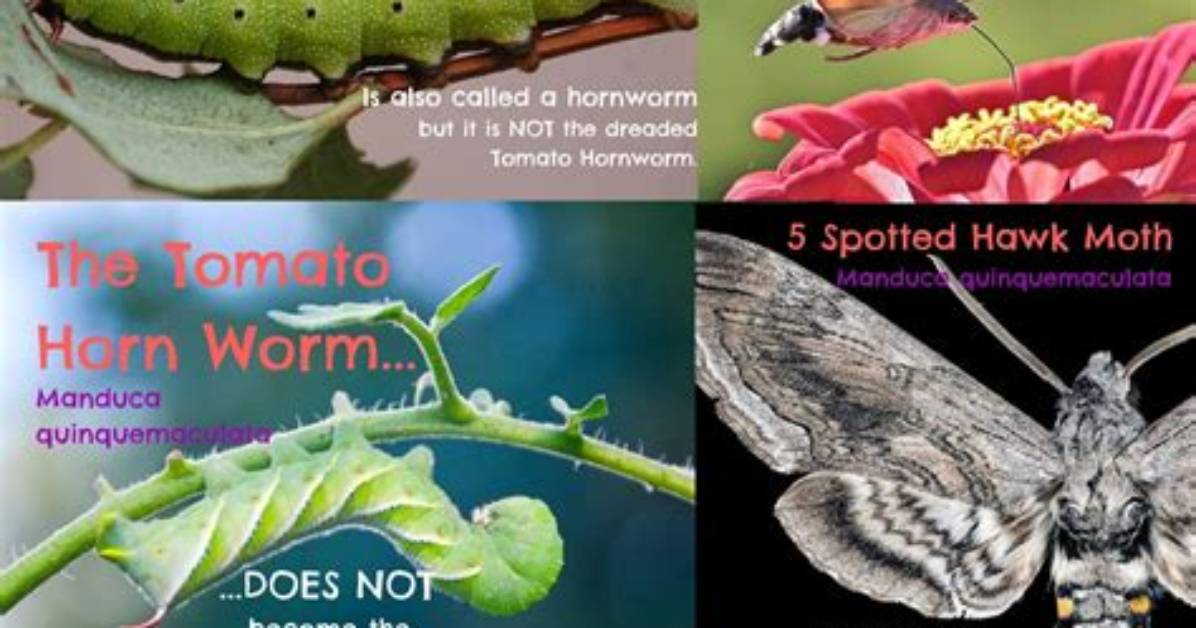 Do Hornworms Have Blood?