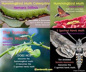 Do Hornworms Have Blood?