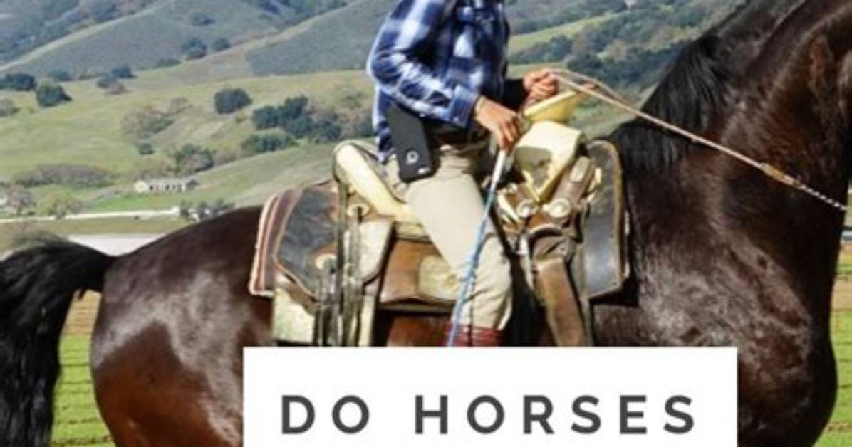 Do Horses Need to Be Ridden Every Day?
