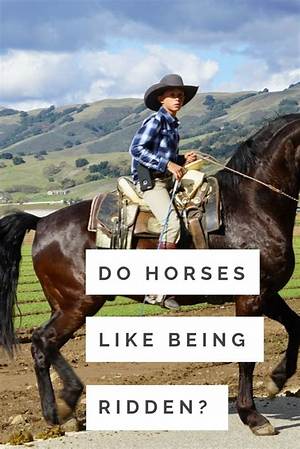 Do Horses Need to Be Ridden Every Day?