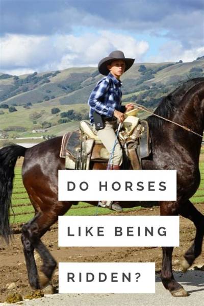 Do Horses Need to Be Ridden Every Day?