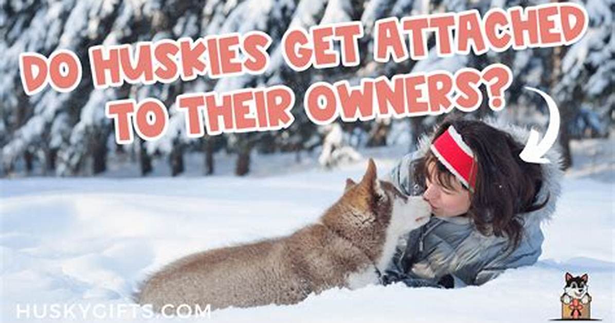 Do Huskies Get Attached to Their Owners?