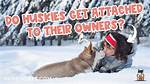 Do Huskies Get Attached to Their Owners?