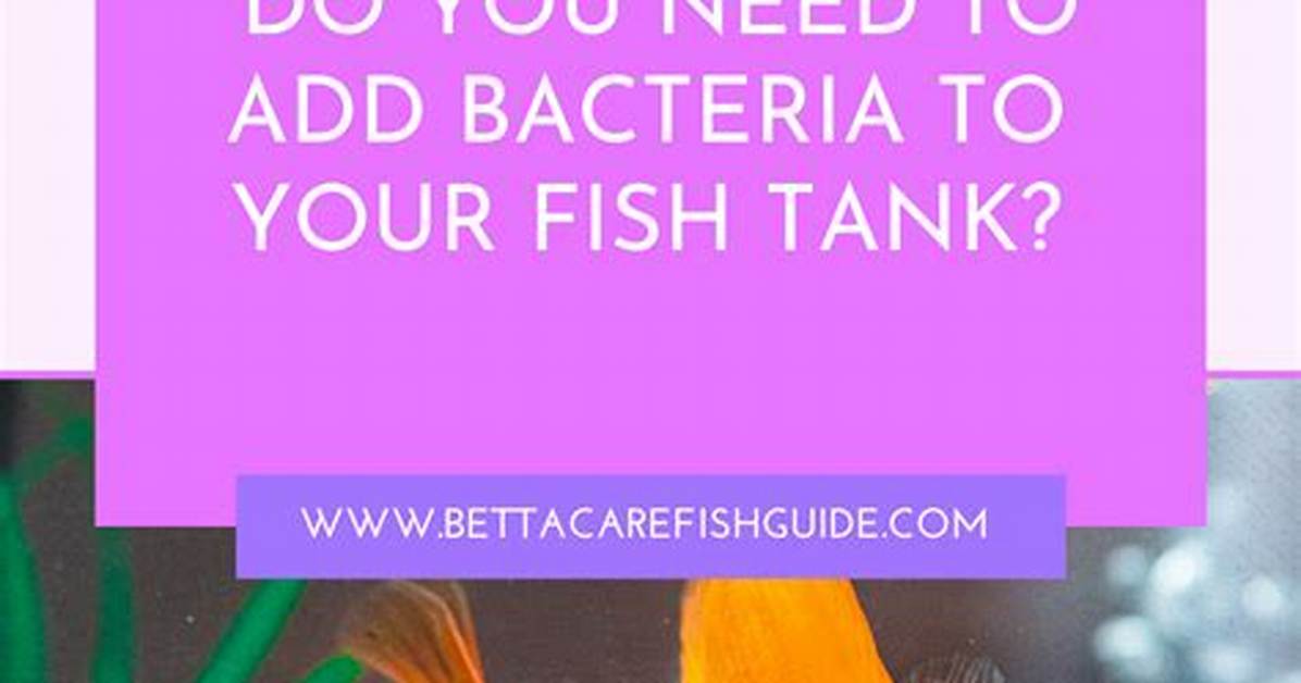 Do I Need to Add Bacteria to My Septic Tank?