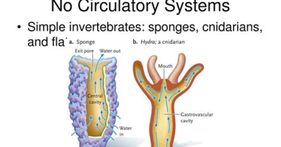 Do Invertebrates Have Heart?