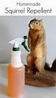 Do It Yourself Squirrel Repellent