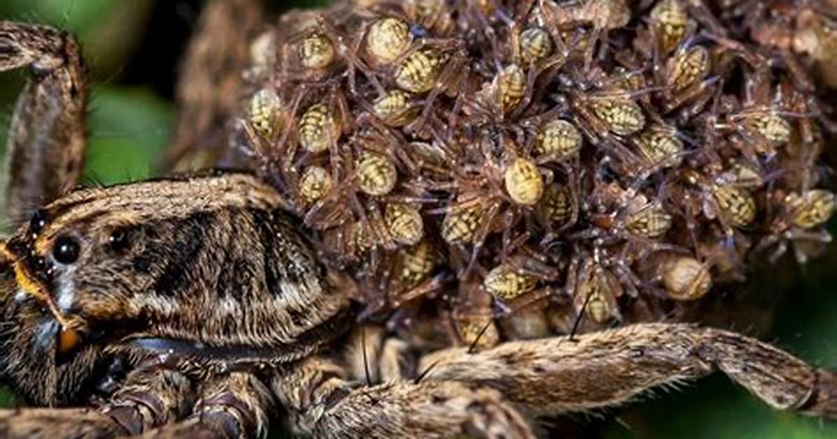 Do It Yourself Wolf Spider