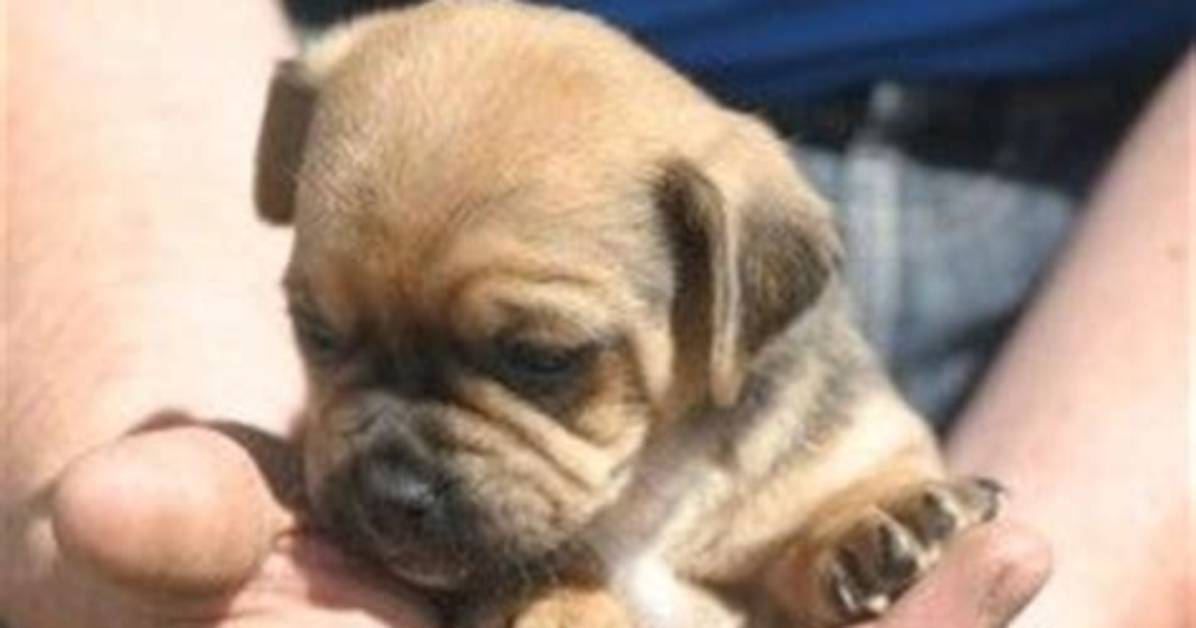 Do Jug Puppies Shed?