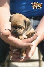 Do Jug Puppies Shed?