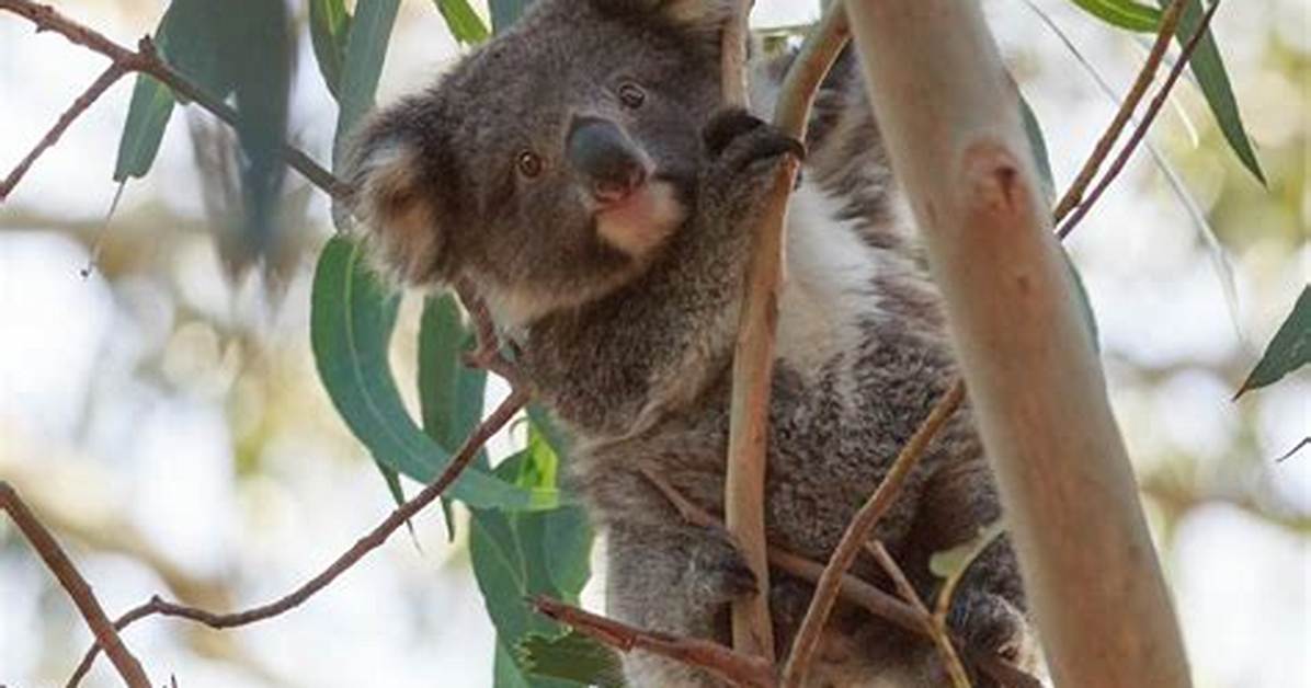 Do Koalas Taste Nice?
