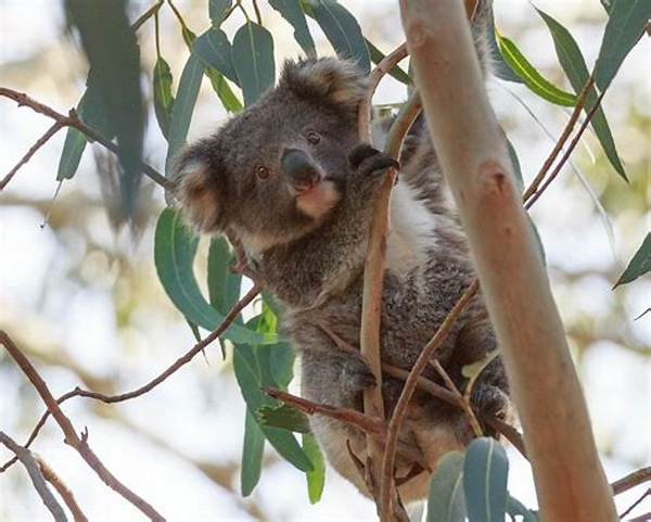 Do Koalas Taste Nice?