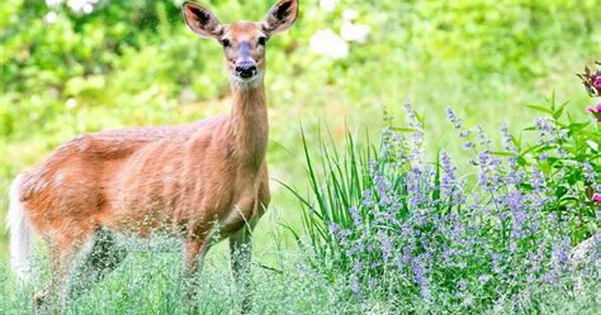 Do Lavender Plants Repel Deer?