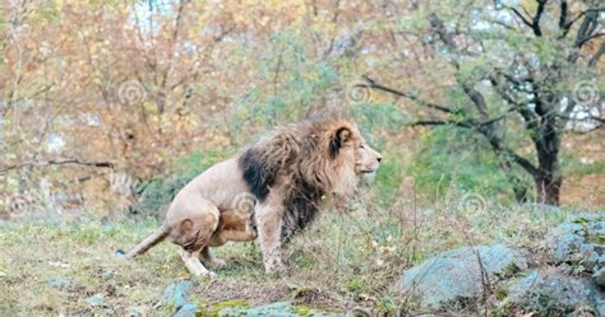 Do Lions and Tigers Cover Their Poop?