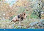 Do Lions and Tigers Cover Their Poop?