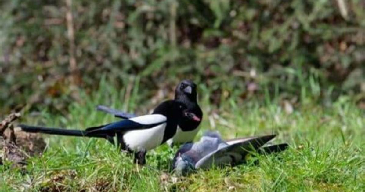 Do Magpies Kill Pigeons?