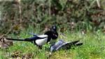 Do Magpies Kill Pigeons?