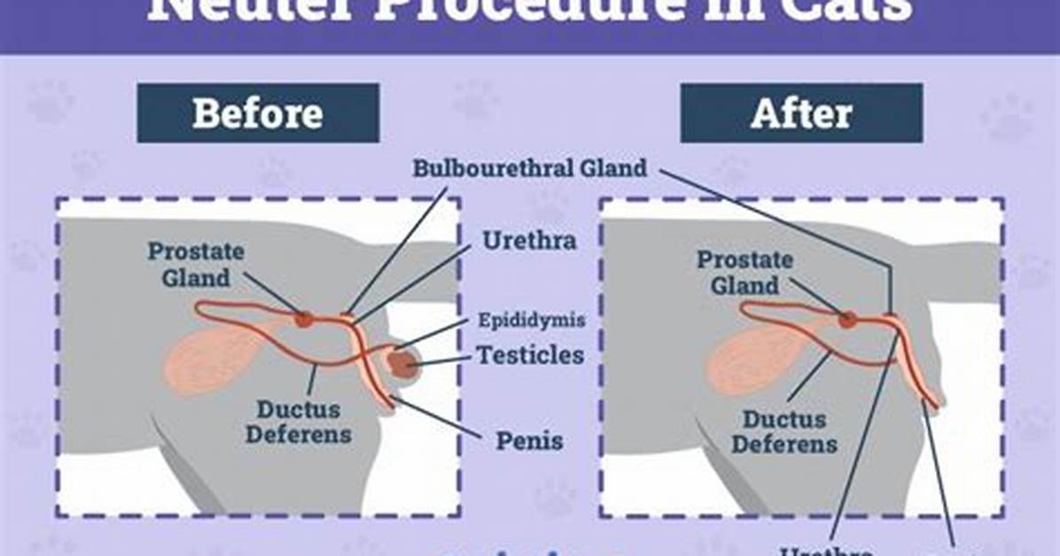 Do Male Cats Change After Being Neutered?
