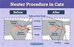 Do Male Cats Change After Being Neutered?