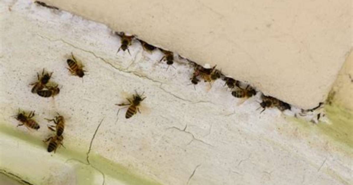 Do Masonry Bees Damage Houses?