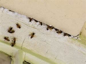 Do Masonry Bees Damage Houses?