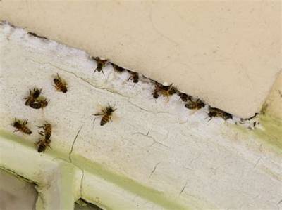 Do Masonry Bees Damage Houses?