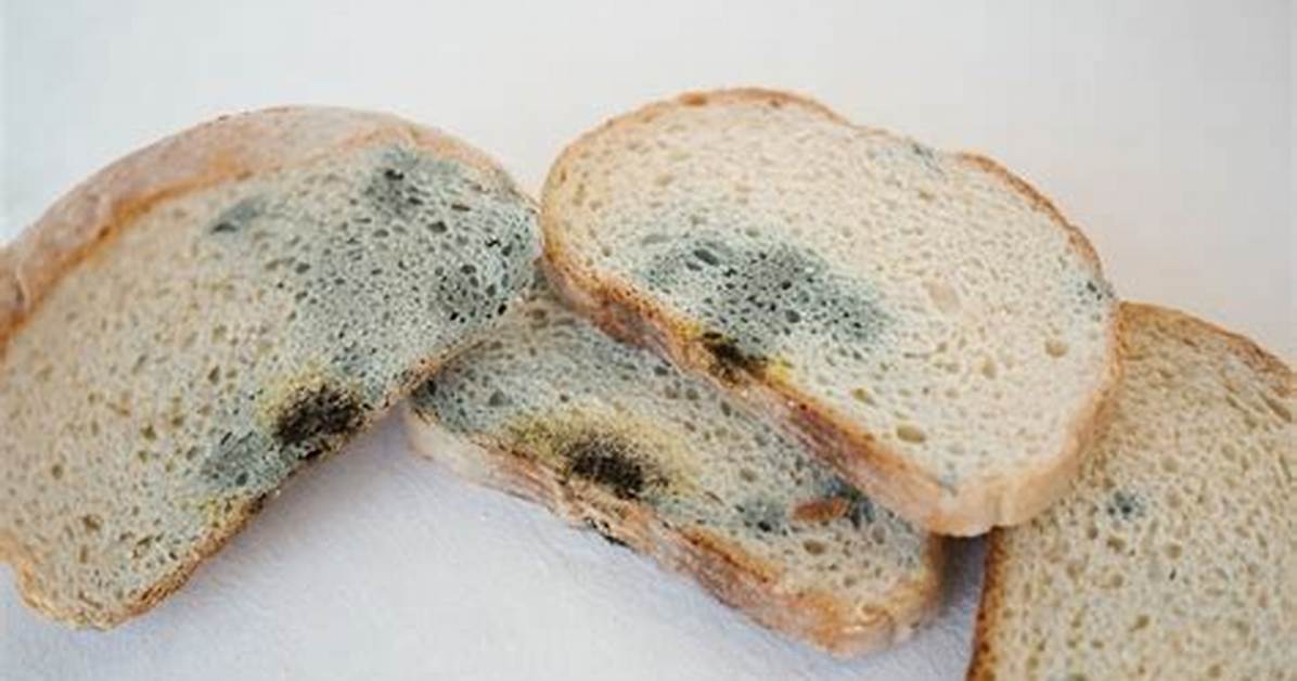 Do Moldy Bread Kill You?