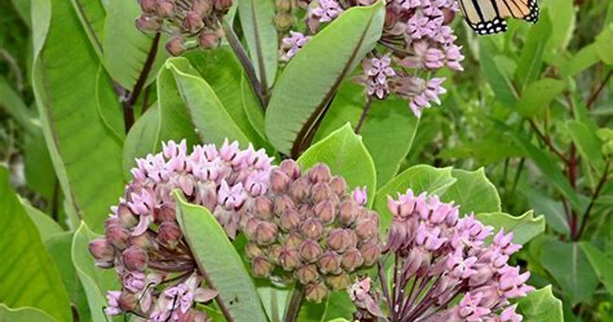 Do Monarchs Like Giant Milkweed?