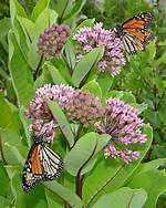 Do Monarchs Like Giant Milkweed?