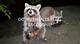 Do Moth Balls Keep Raccoons out of Trash Cans?