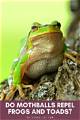 Do Mothballs Repel Toads and Frogs?