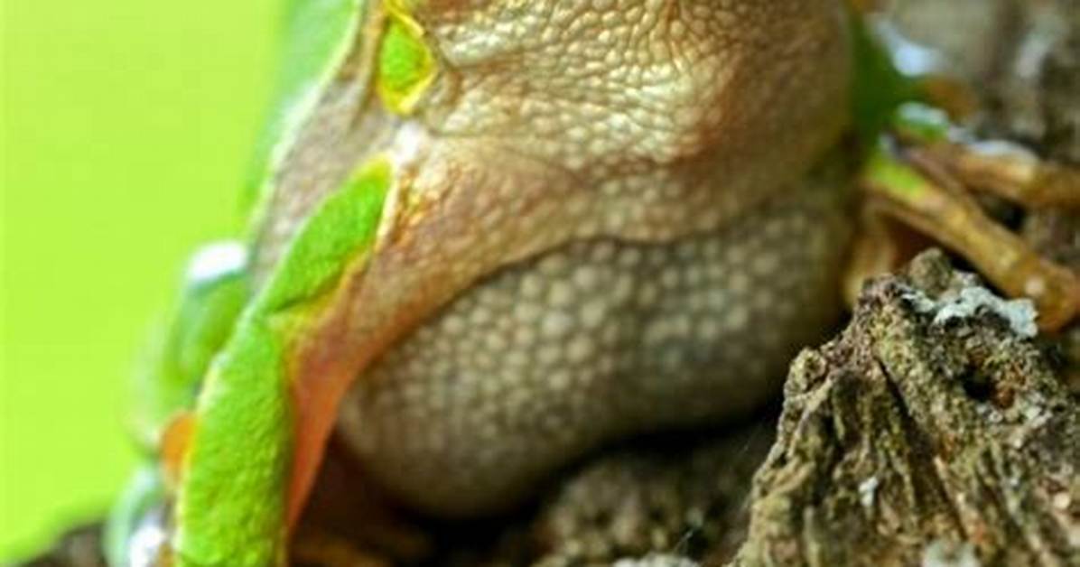 Do Mothballs Repel Toads And