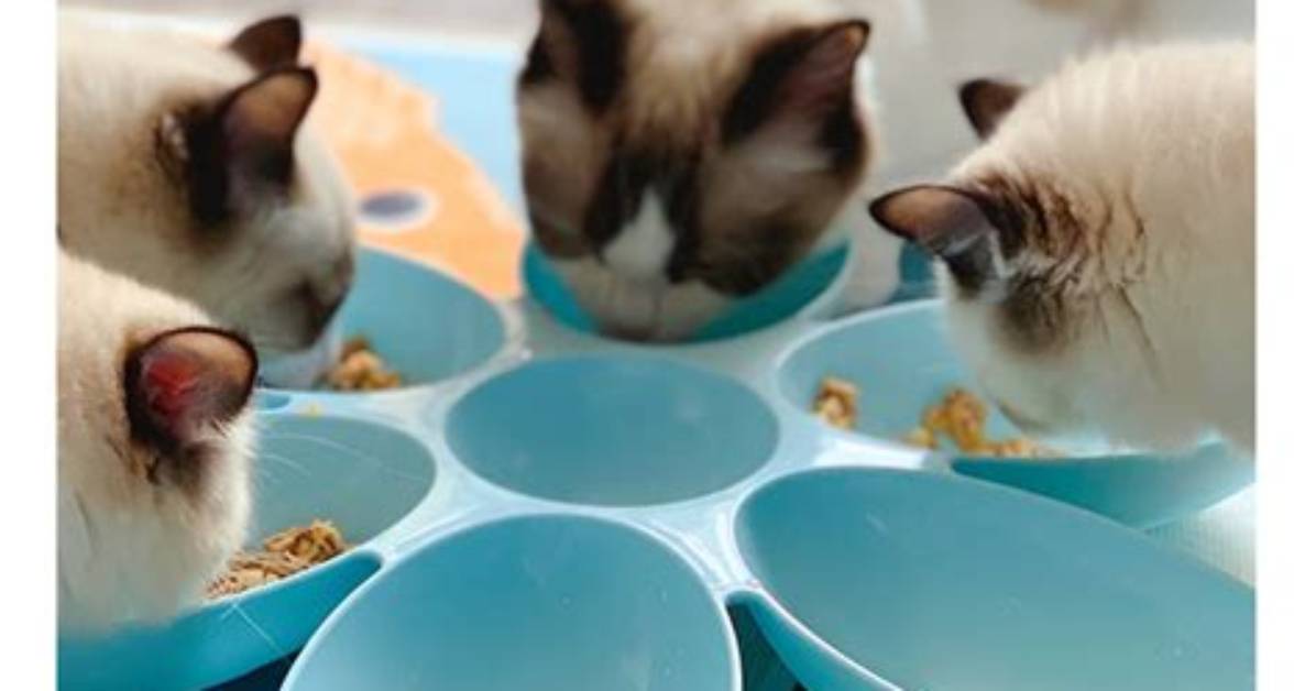 Do Multiple Cats Need Multiple Food Bowls?