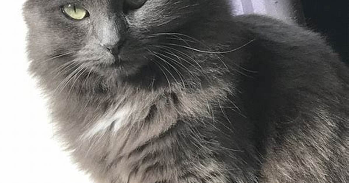 Do Nebelung Cats Purr?