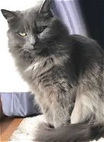 Do Nebelung Cats Purr?