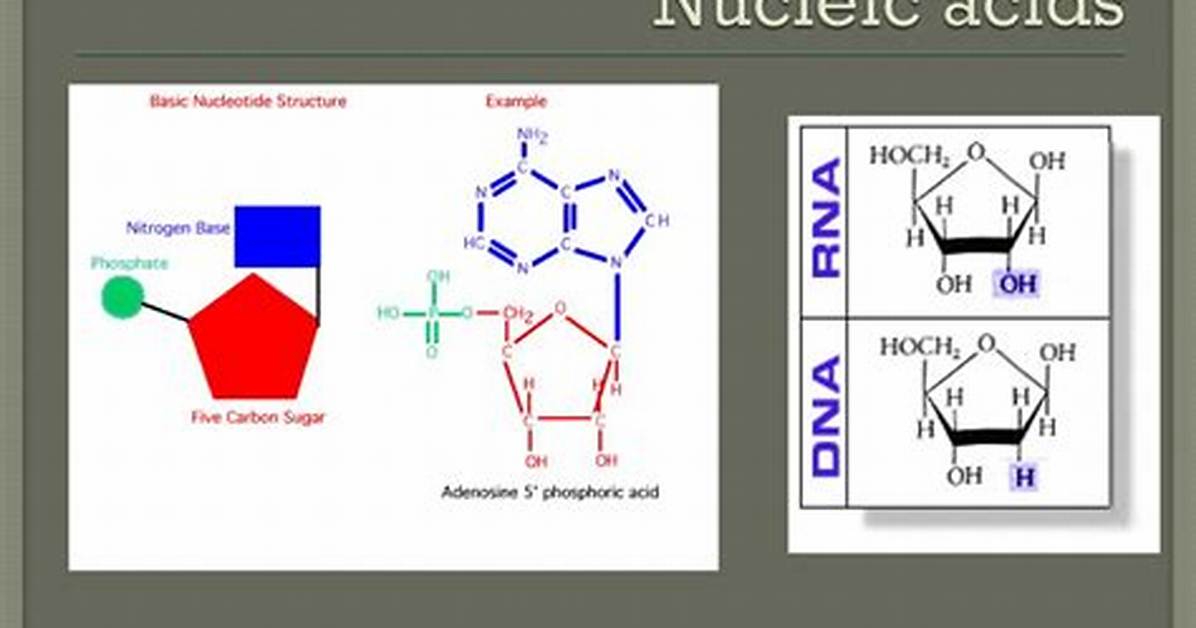 Do Nucleic Acids Contain Sulfur?