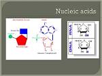 Do Nucleic Acids Contain Sulfur?