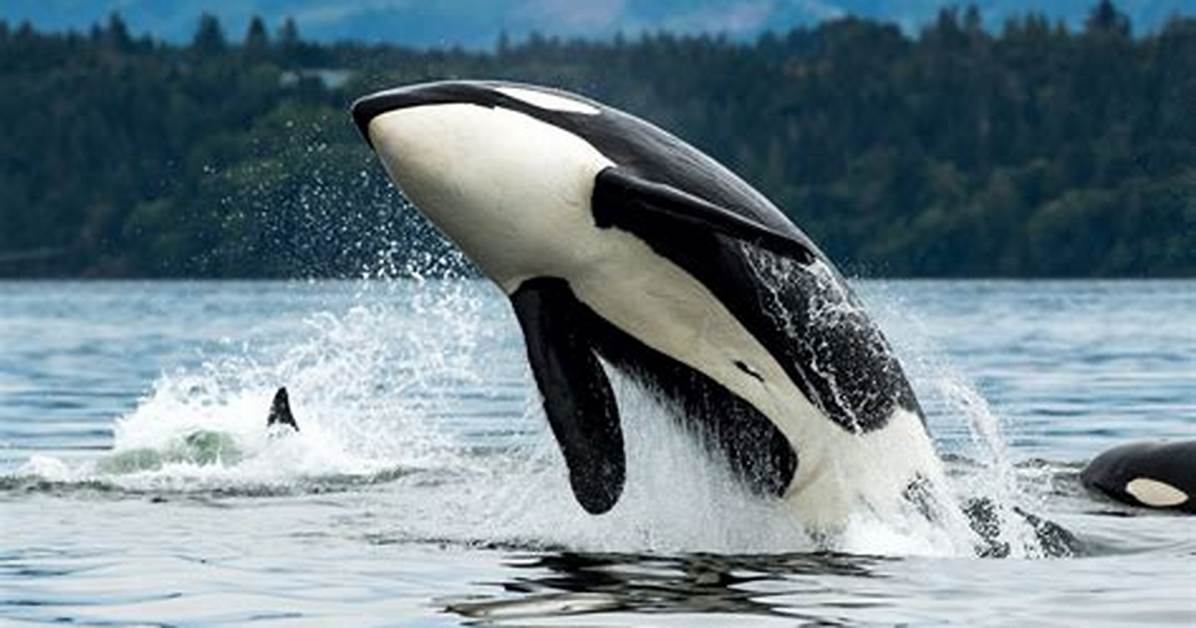 Do Orcas Have Feelings?