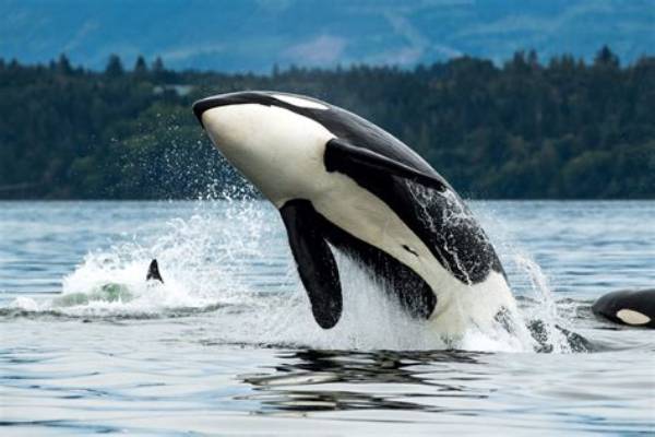 Do Orcas Have Feelings?