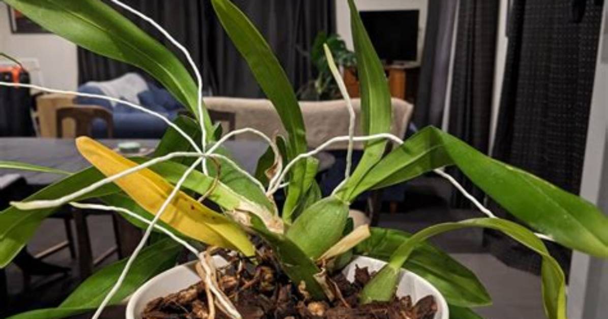 Do Orchids Provide Oxygen?