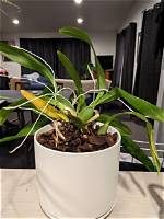 Do Orchids Provide Oxygen?