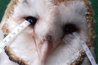 Do Owls Cry Tears?