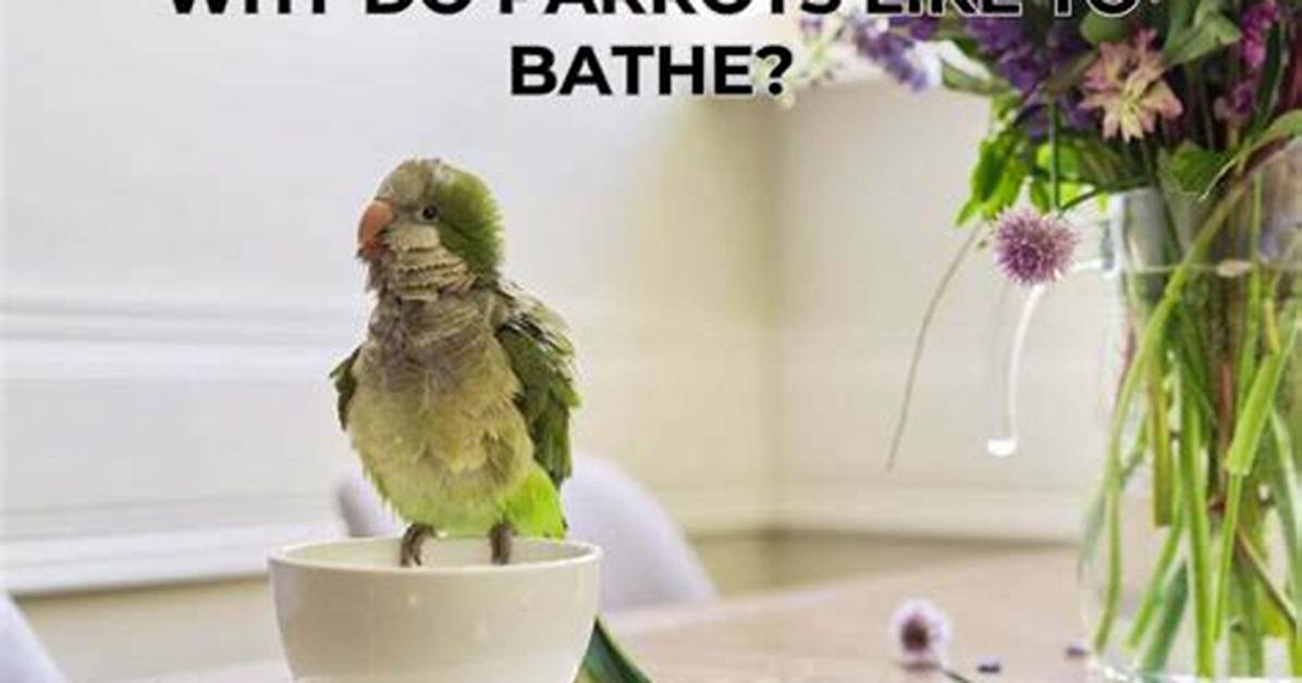 Do Parrots Like Baths?