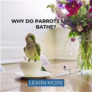 Do Parrots Like Baths?
