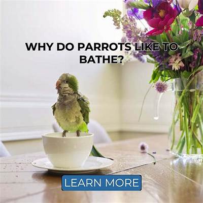 Do Parrots Like Baths?