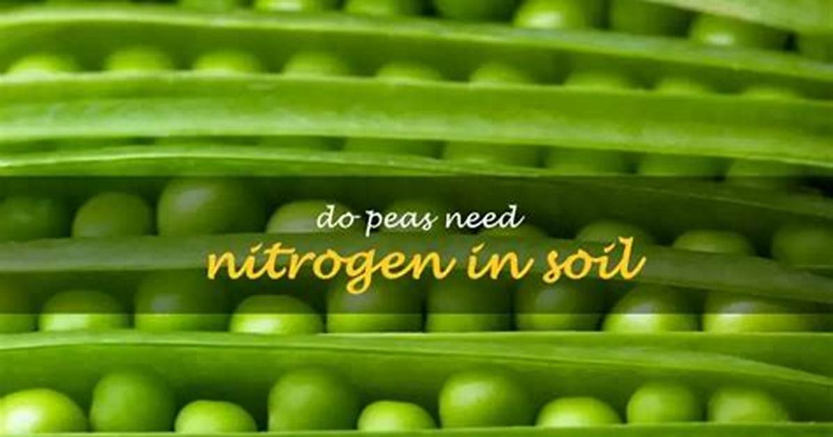 Do Peas Increase Nitrogen?