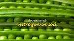 Do Peas Increase Nitrogen?